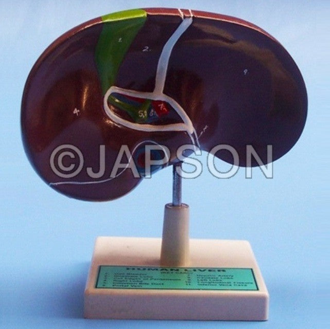 Human Model, Liver Human Model, Liver